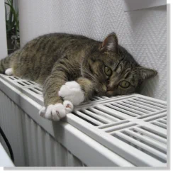 Katze auf der Heizung